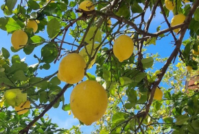 La Limonaia Ameglia